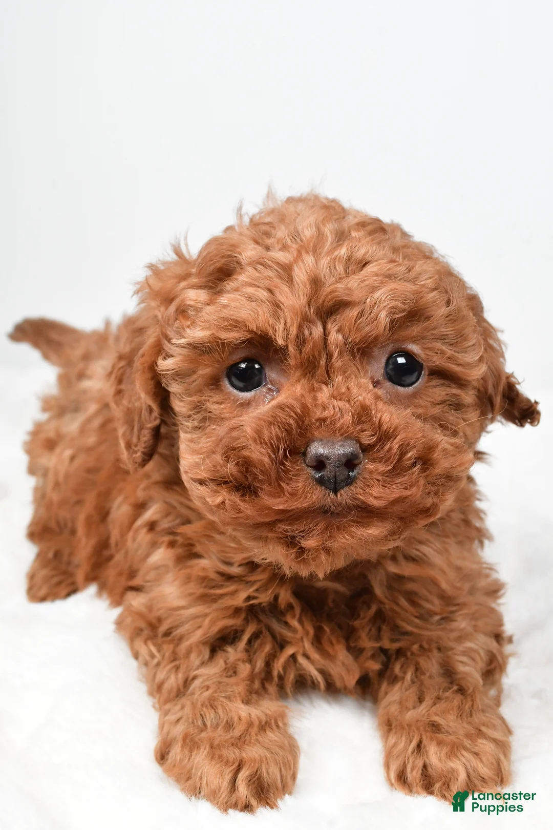 Cavapoo dogs for sale: Rebecca - Ad 3