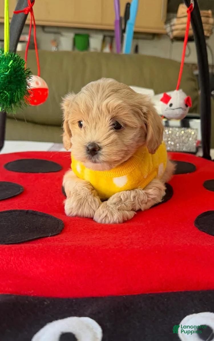 Maltipoo dogs Rosa - Ad 36