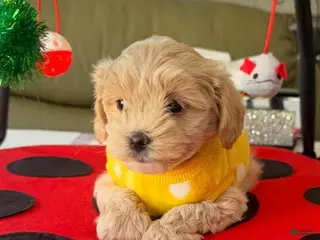 Maltipoo dogs Rosa - Ad 36