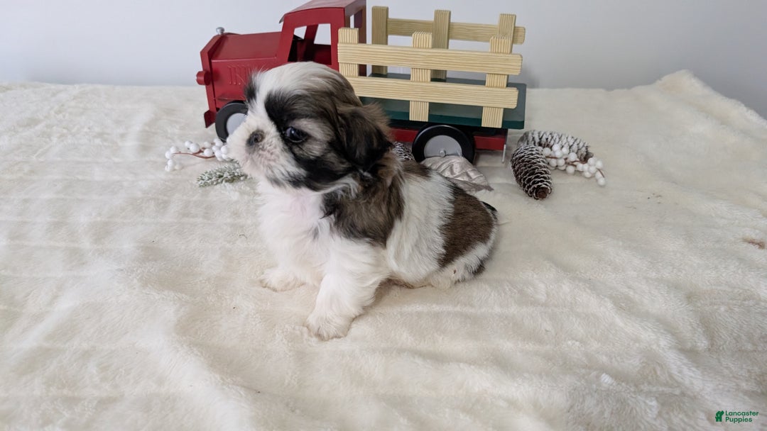 Shih Tzu dogs for sale: Talia - Ad 6