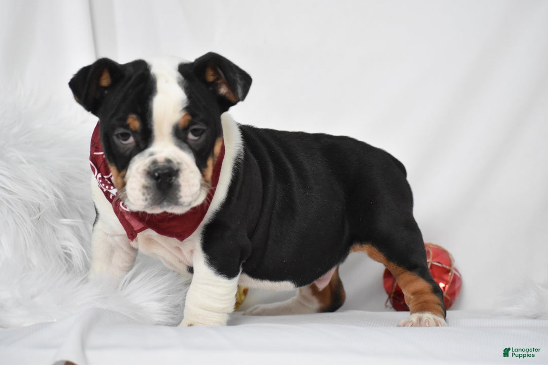 Mixed Breed dogs for sale: Tyson - Ad 2