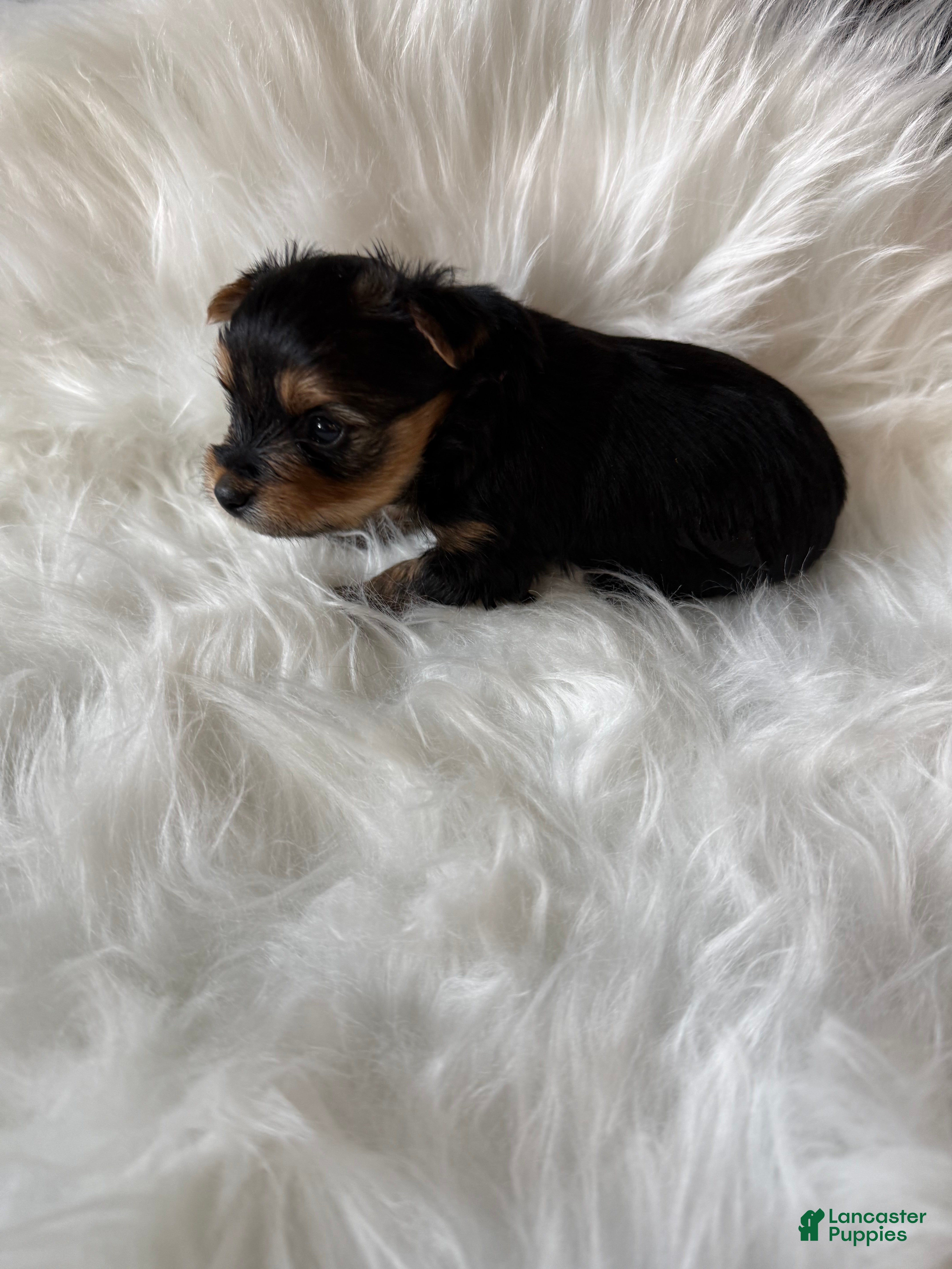 Yorkshire Terrier dogs Yorkshire Terrier 4 - Ad 5