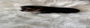 Yorkshire Terrier 4