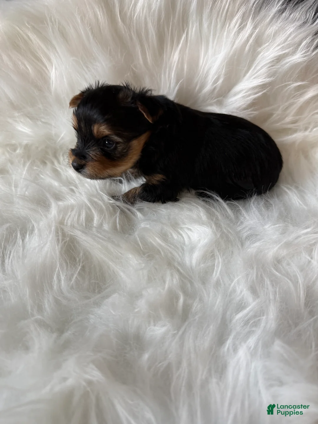 Yorkshire Terrier dogs for sale: Yorkshire Terrier 4 - Ad 1