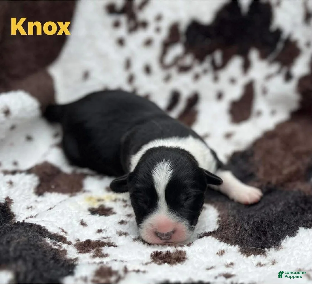 Welsh Corgi Cardigan dogs for sale: Knox - Ad 1