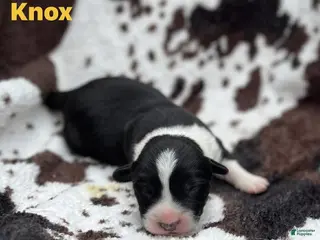 Welsh Corgi Cardigan dogs Knox - Ad 3