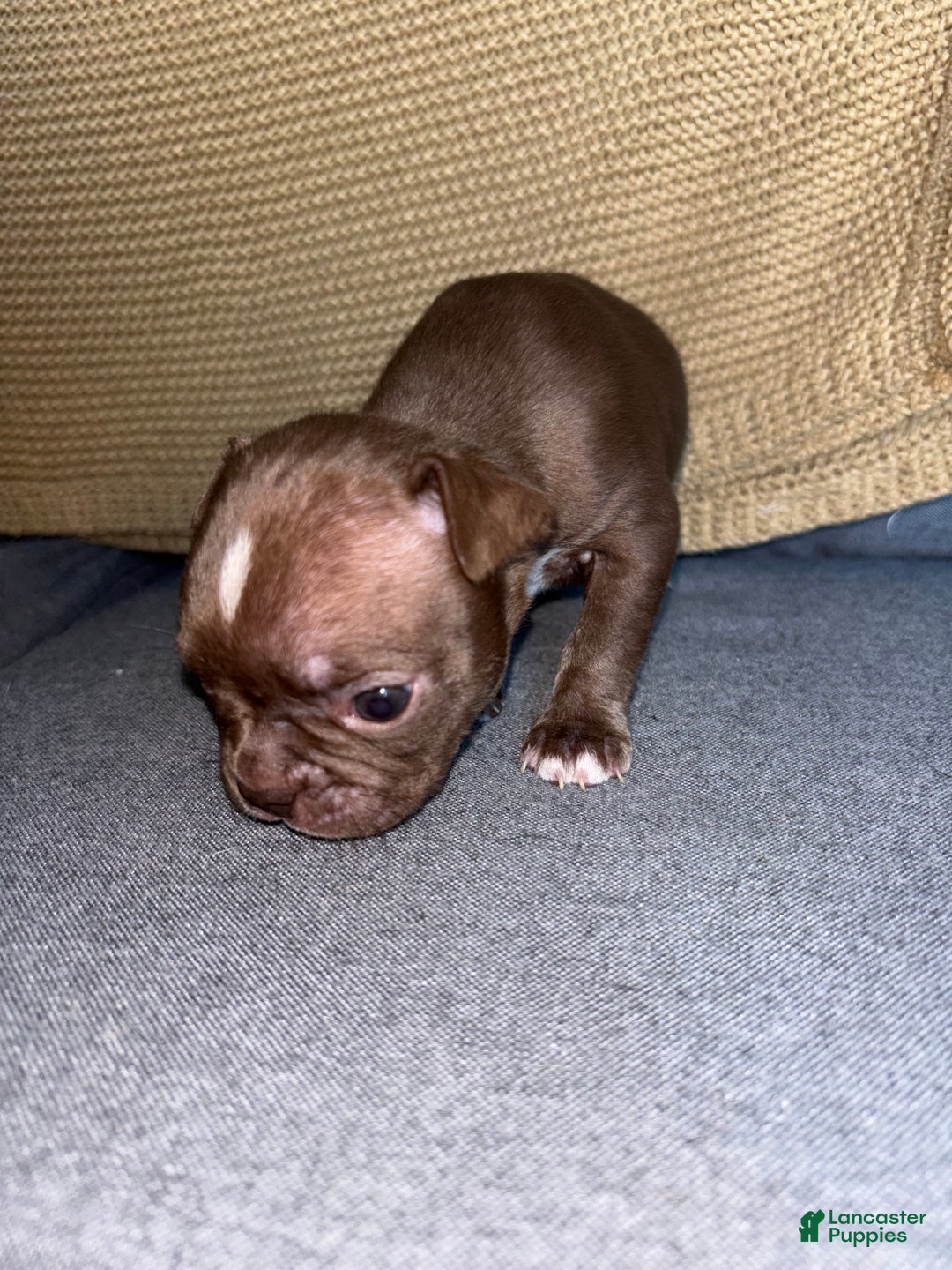 Frenchton dogs for sale: Miracle - Ad 6