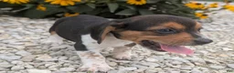 Beagle dogs for sale: Toast - Ad 3