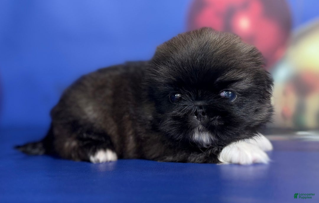 Pekingese dogs for sale: AKC DNA OFA Pudding - Ad 8