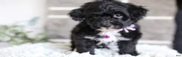 Yorkiepoo dogs for sale: Raven - Ad 8
