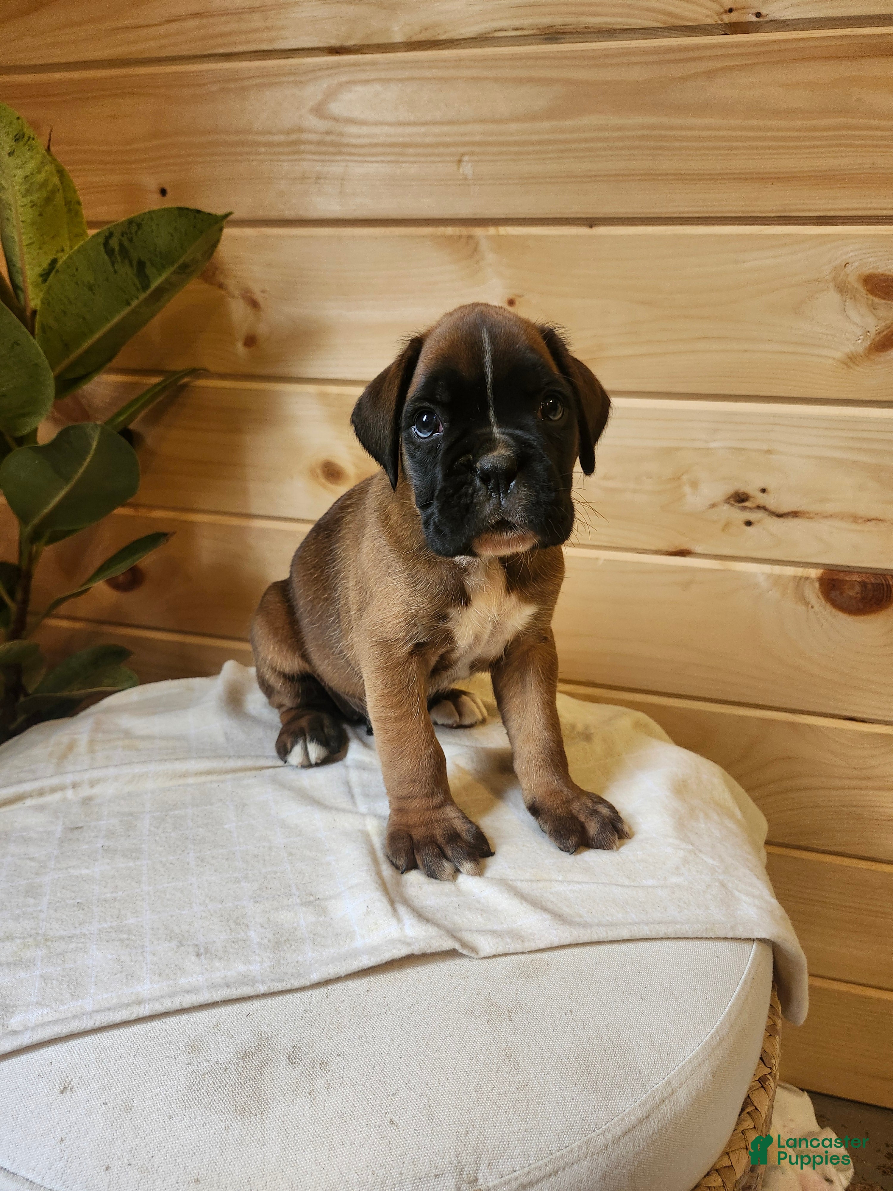 Boxer dogs Janko  - Ad 2