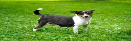 Toy Fox Terrier dogs for sale: Trooper - Ad 5