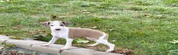 Italian Greyhound dogs for sale: Italian Greyhound male 1 fawn and white  - Ad 3