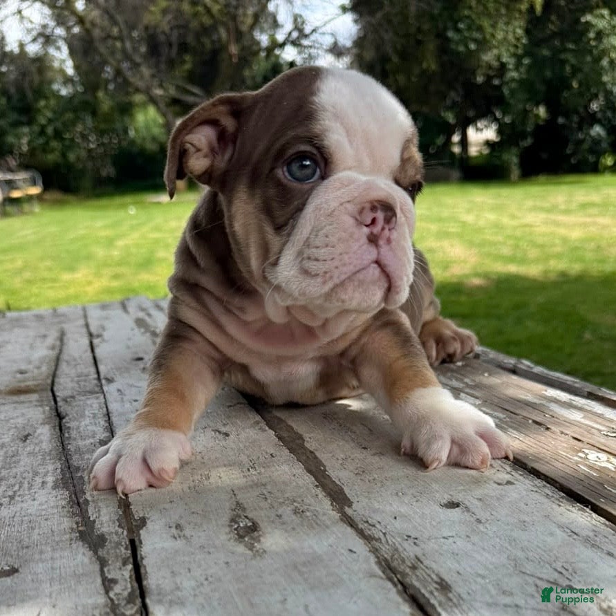 English Bulldog dogs Elvis - Ad 1