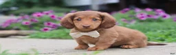 Miniature Dachshund dogs for sale: Grace - Ad 9