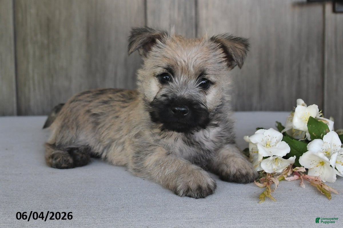 Cairn Terrier dogs for sale: Jasper - Ad 5