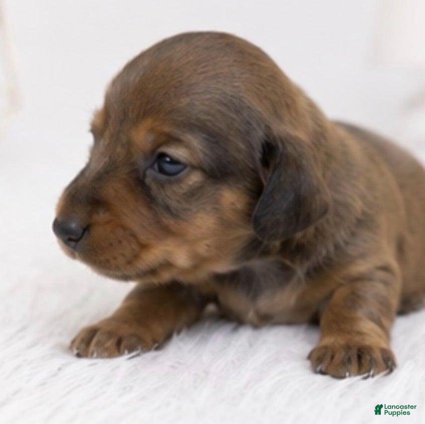 Miniature Dachshund dogs Miniature Dachshund 2 - Ad 1
