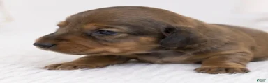 Miniature Dachshund 2