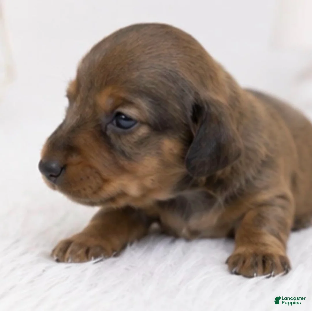 Miniature Dachshund dogs for sale: Miniature Dachshund 2 - Ad 1