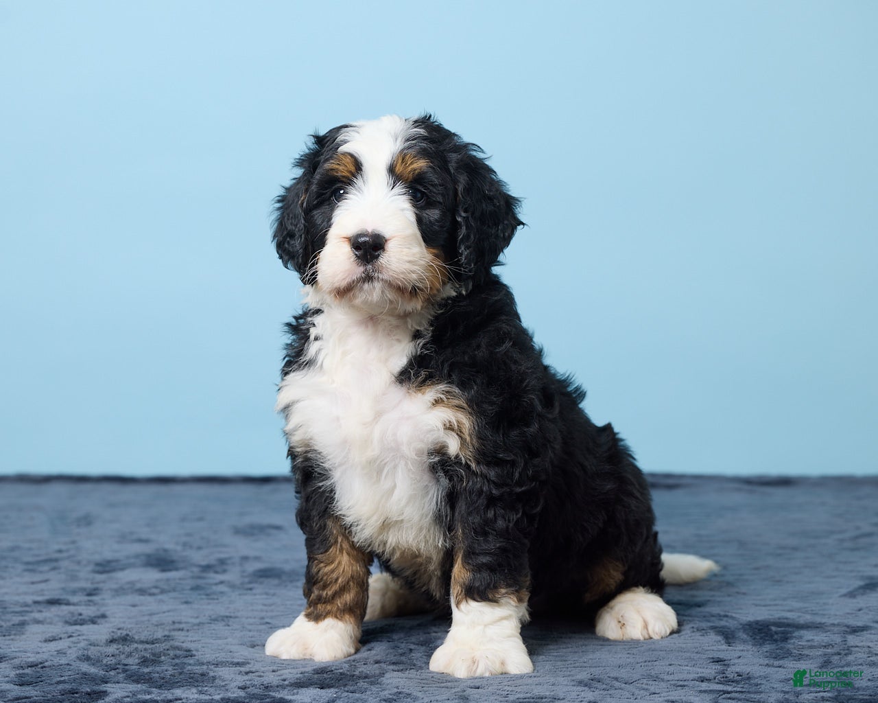Bernedoodle dogs Jiggo - Ad 2
