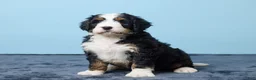 Bernedoodle dogs for sale: Jiggo - Ad 2