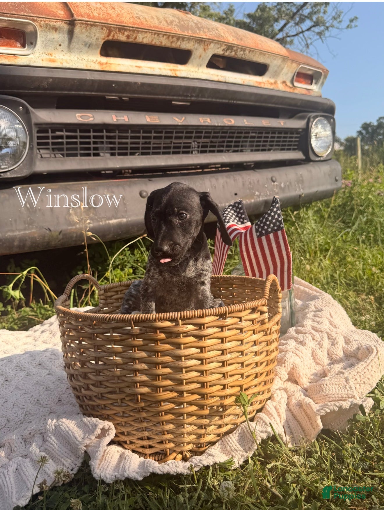 German Shorthaired Pointer dogs Winslow - Ad 1