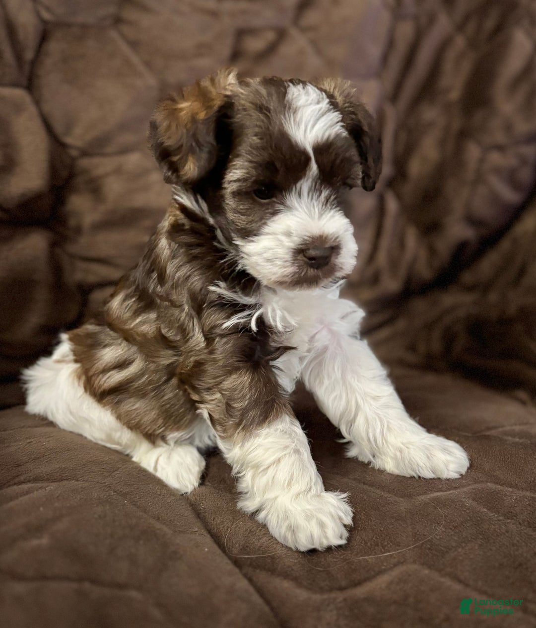 Miniature Schnauzer dogs for sale: Miniature Schnauzer Puppy 3 - Ad 1