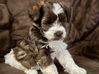 Miniature Schnauzer dogs Miniature Schnauzer Puppy 3 - Ad 39