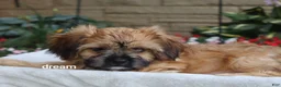 Mixed Breed dogs for sale: Wynn - Ad 7