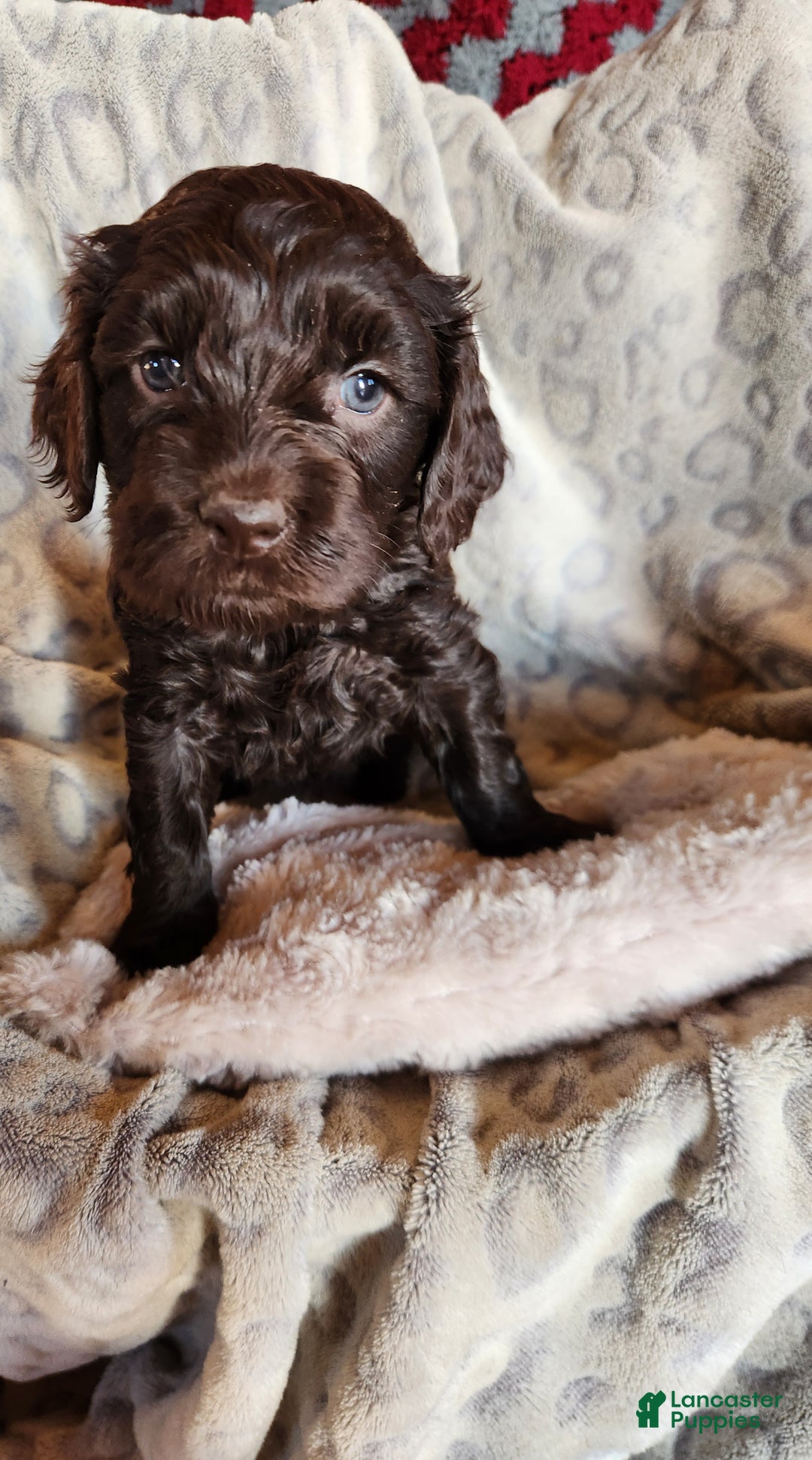 Mixed Breed dogs for sale: Lexie - Ad 5