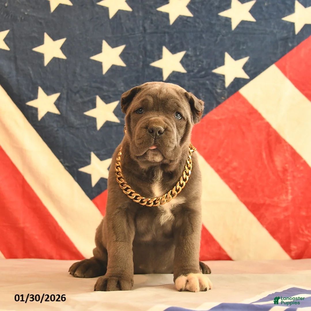 Cane Corso dogs for sale: Ivy  - Ad 4