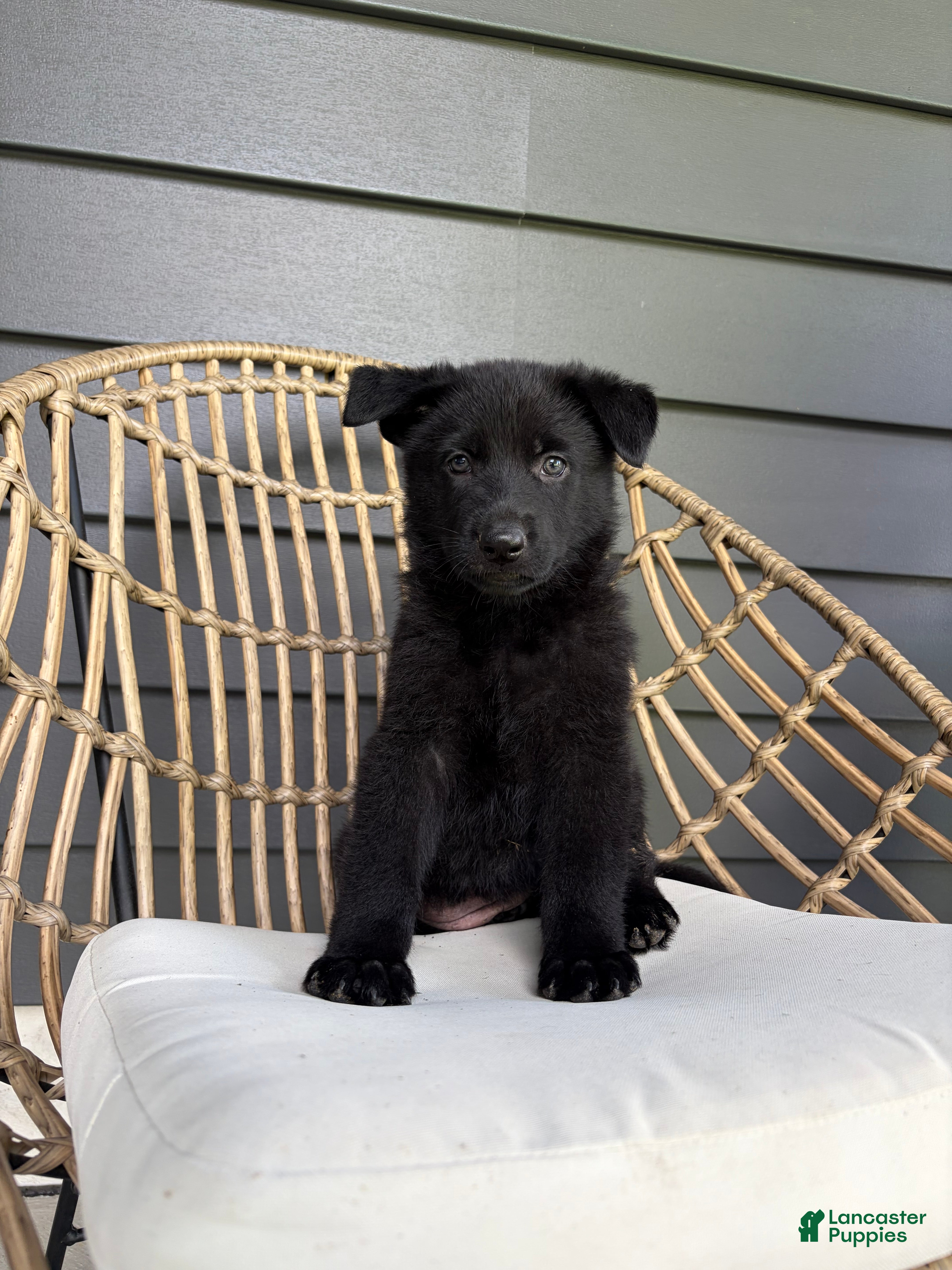 German Shepherd dogs for sale: Dolly - Ad 3