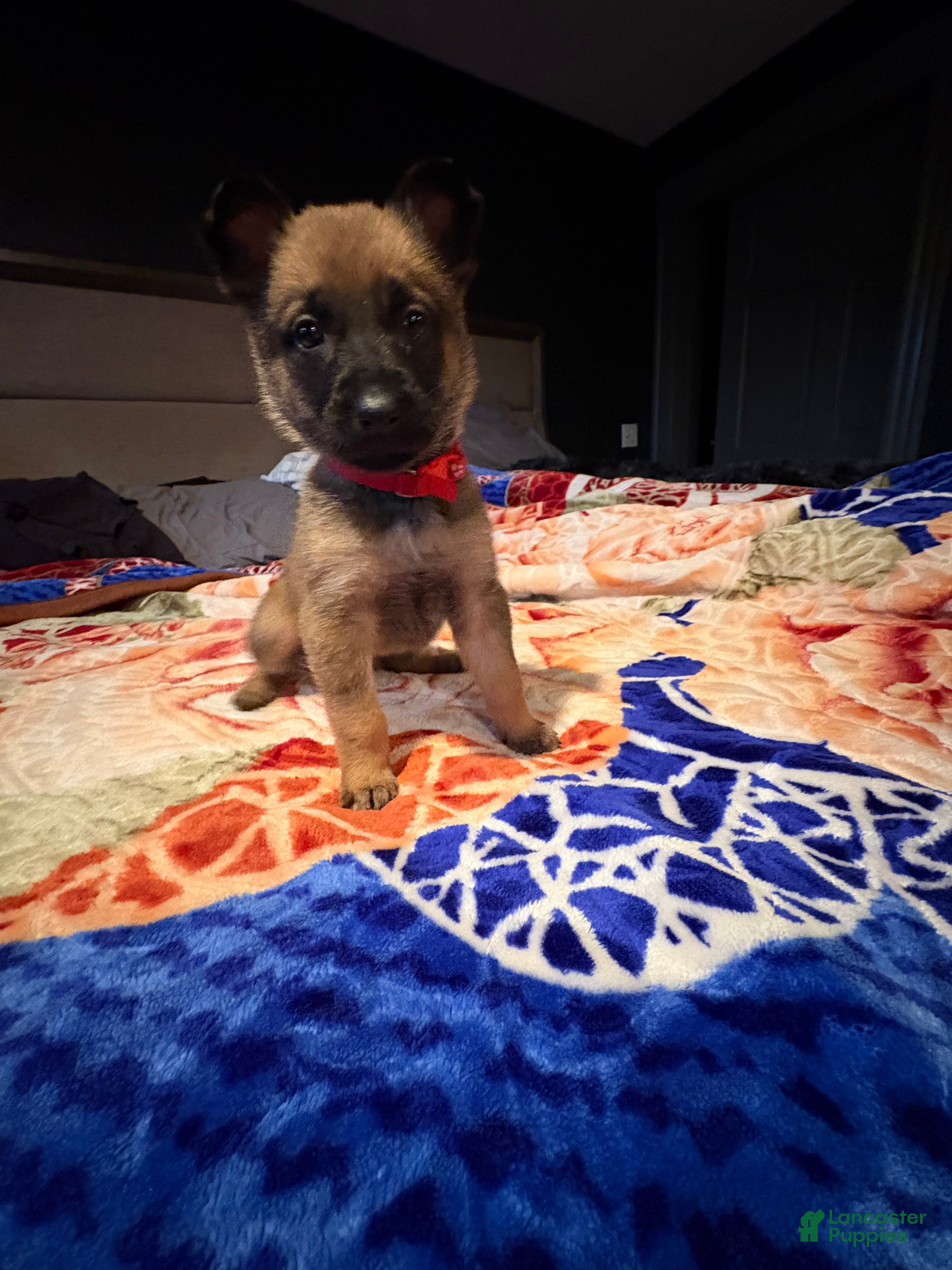 Mixed Breed dogs Cupid - Ad 2