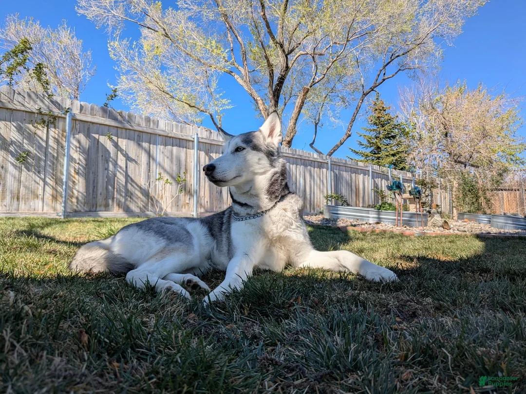 Mixed Breed dogs for sale: Romulus - Ad 2