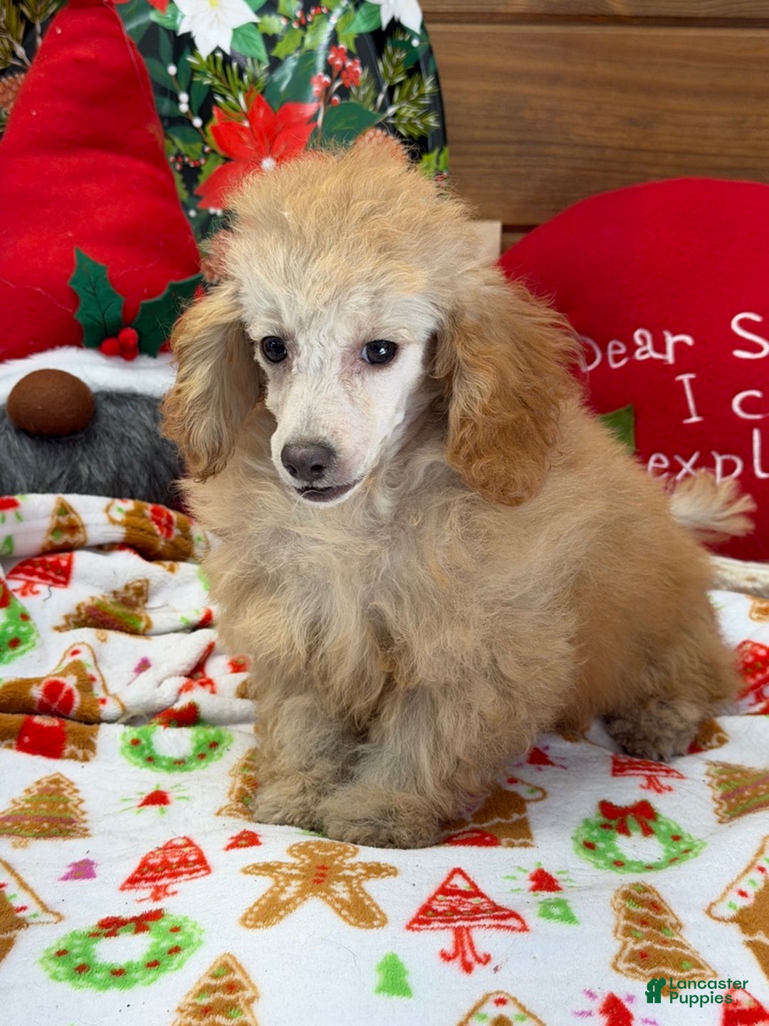 Toy Poodle dogs for sale: Playboy - Ad 4