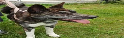 Akita dogs for sale: Astra - Ad 3
