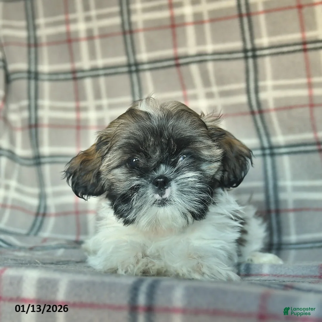 Shih Tzu dogs for sale: Sarge - Ad 4