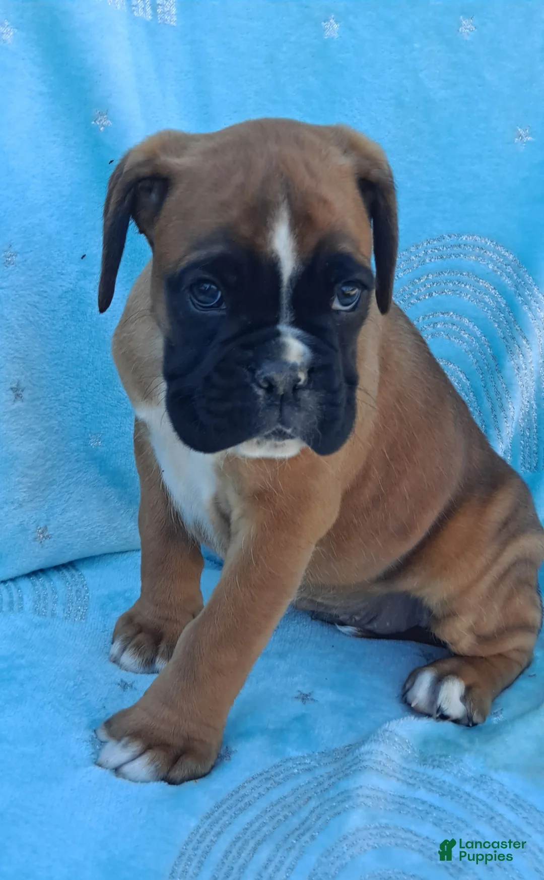Boxer dogs for sale: Tinker - Ad 2