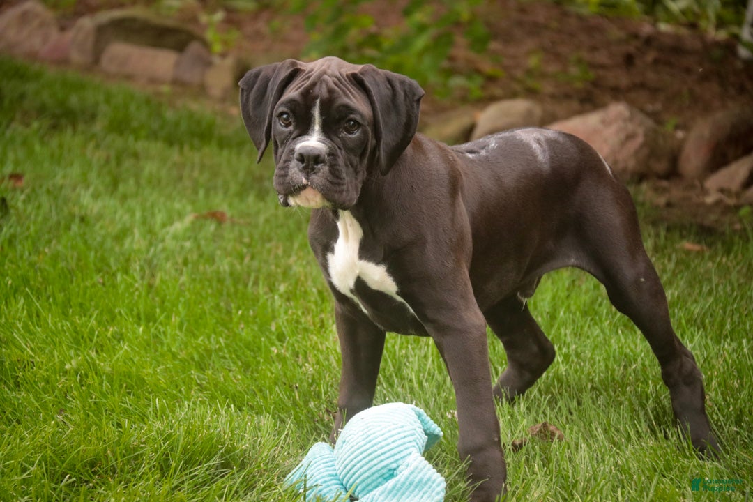 Boxer dogs Tucker - Ad 2