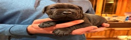 Cane Corso dogs for sale: Orange boy  - Ad 2
