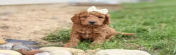 Mini Goldendoodle dogs for sale: Treva - Ad 6