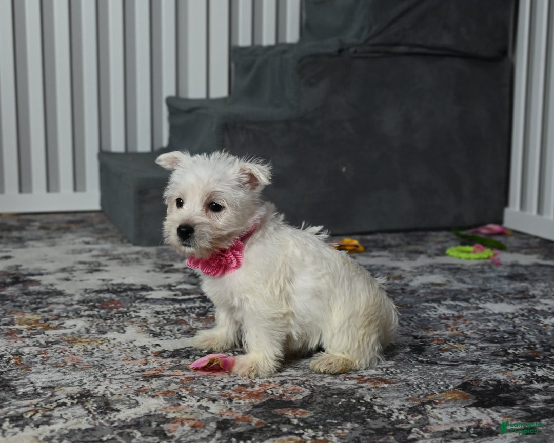 West Highland Terrier dogs for sale: Kendra - Ad 2