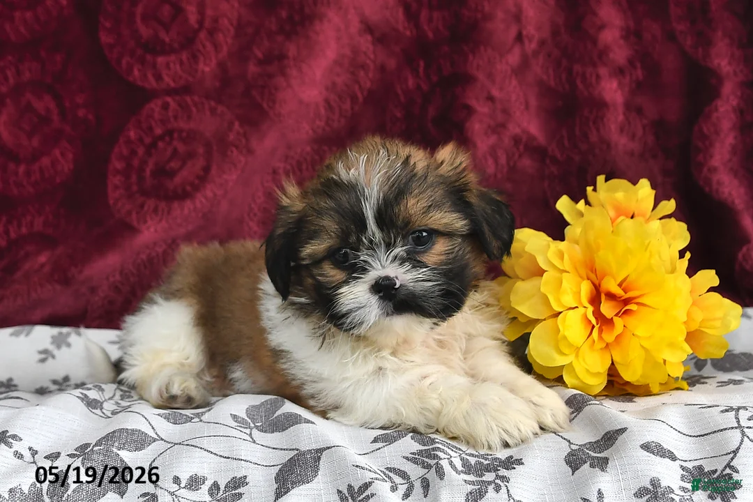 Shih Tzu dogs for sale: Snowball - Ad 2
