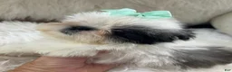 Shih Tzu dogs for sale: Shih Tzu Male 2 - Ad 1