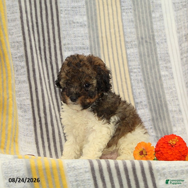 Toy Poodle dogs Footprint - Ad 1
