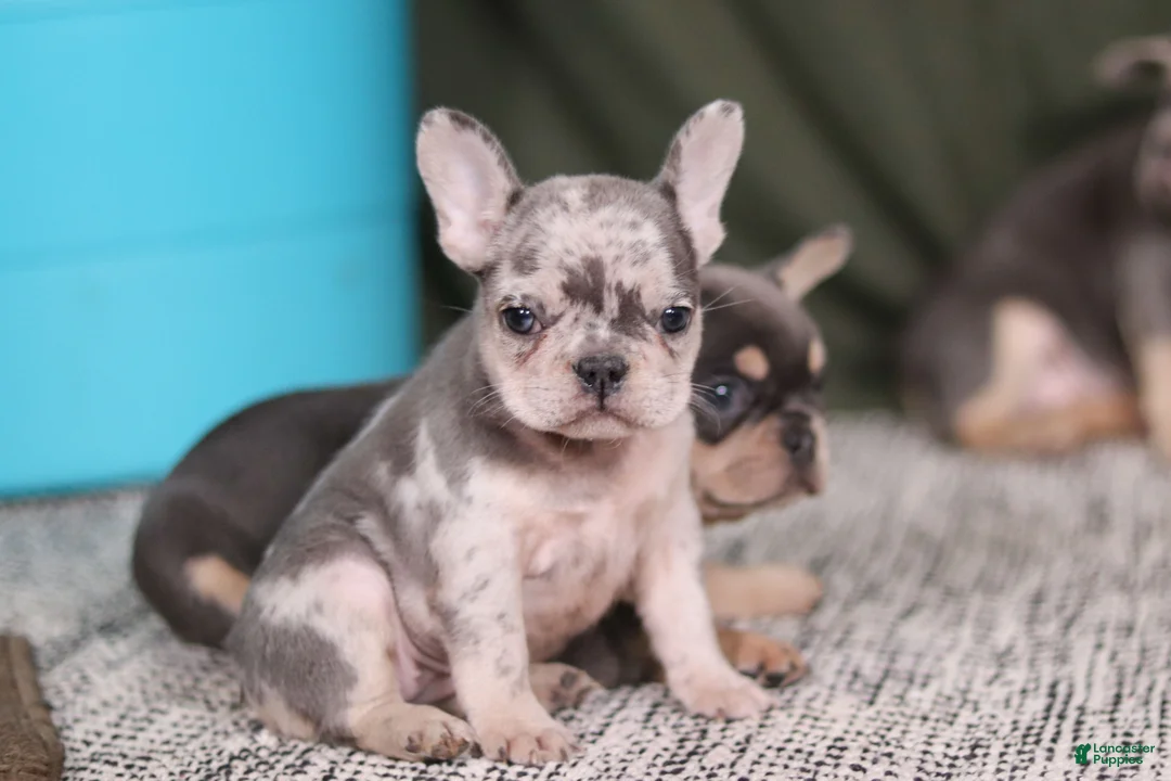 French Bulldog dogs for sale: Bobo - Ad 3