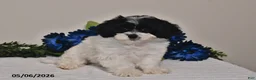 Shihpoo dogs for sale: Amber - Ad 5
