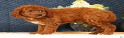 Cavapoo dogs for sale: Gloria - Ad 5