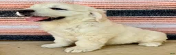Golden Retriever dogs for sale: Princess English Cream  - Ad 3