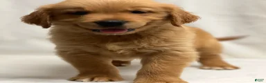 Golden Retriever 2